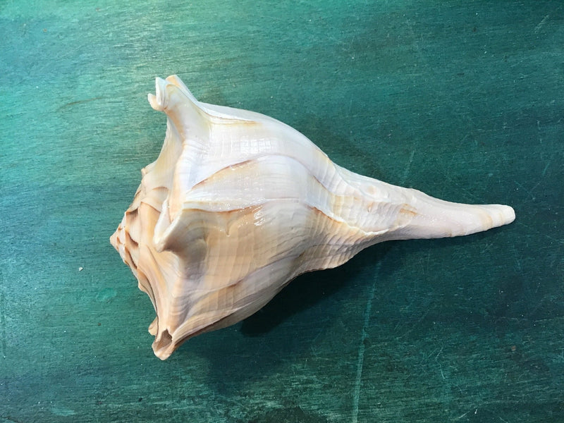 Mutant Lightning Whelk Texas State Shell - ShellsLoving Coastal Living