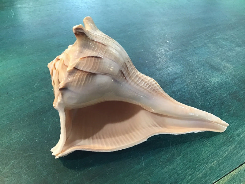 Mutant Lightning Whelk Texas State Shell - ShellsLoving Coastal Living