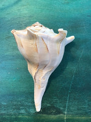 Mutant Lightning Whelk Texas State Shell - ShellsLoving Coastal Living