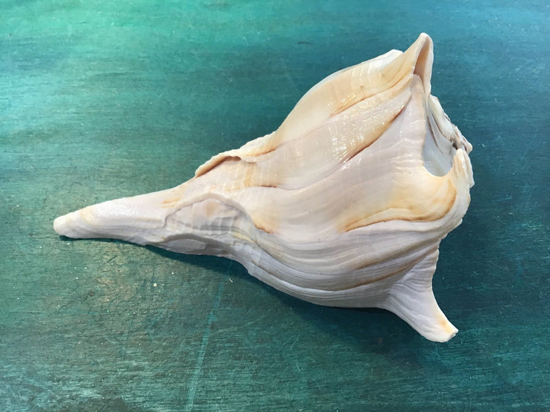 Mutant Lightning Whelk Texas State Shell - ShellsLoving Coastal Living