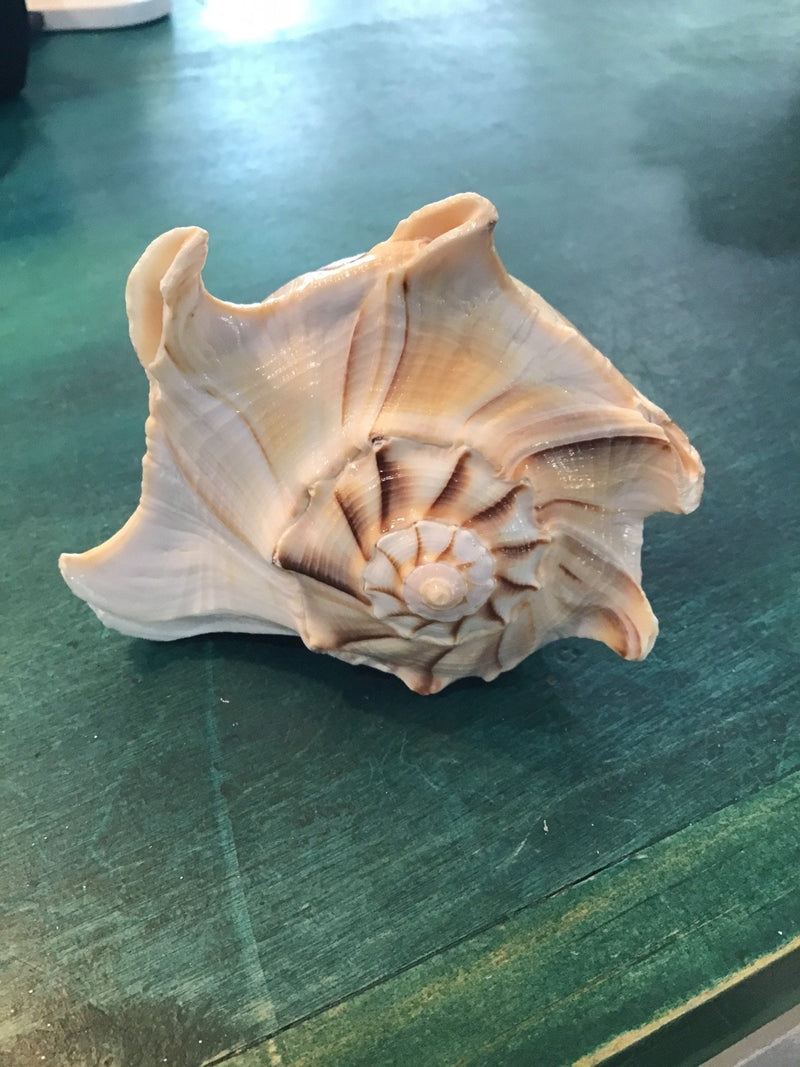 Mutant Lightning Whelk Texas State Shell - ShellsLoving Coastal Living