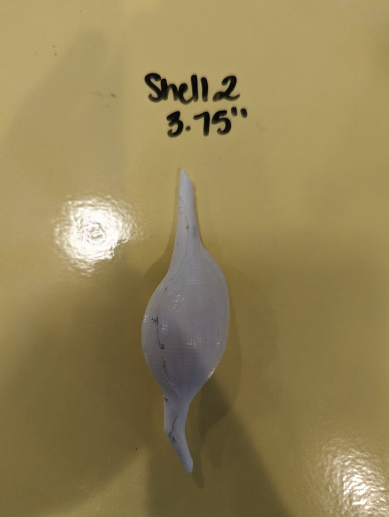 Mutant Volva Volva False Cowry - Loving Coastal Living
