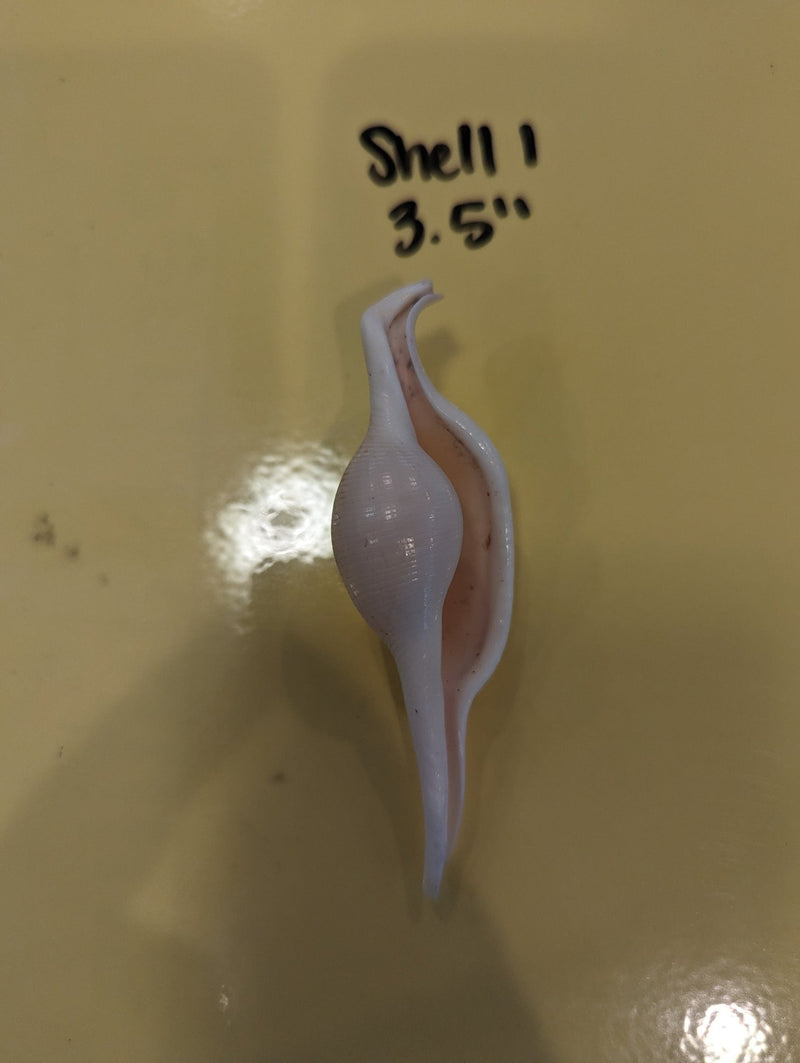 Mutant Volva Volva False Cowry - Loving Coastal Living