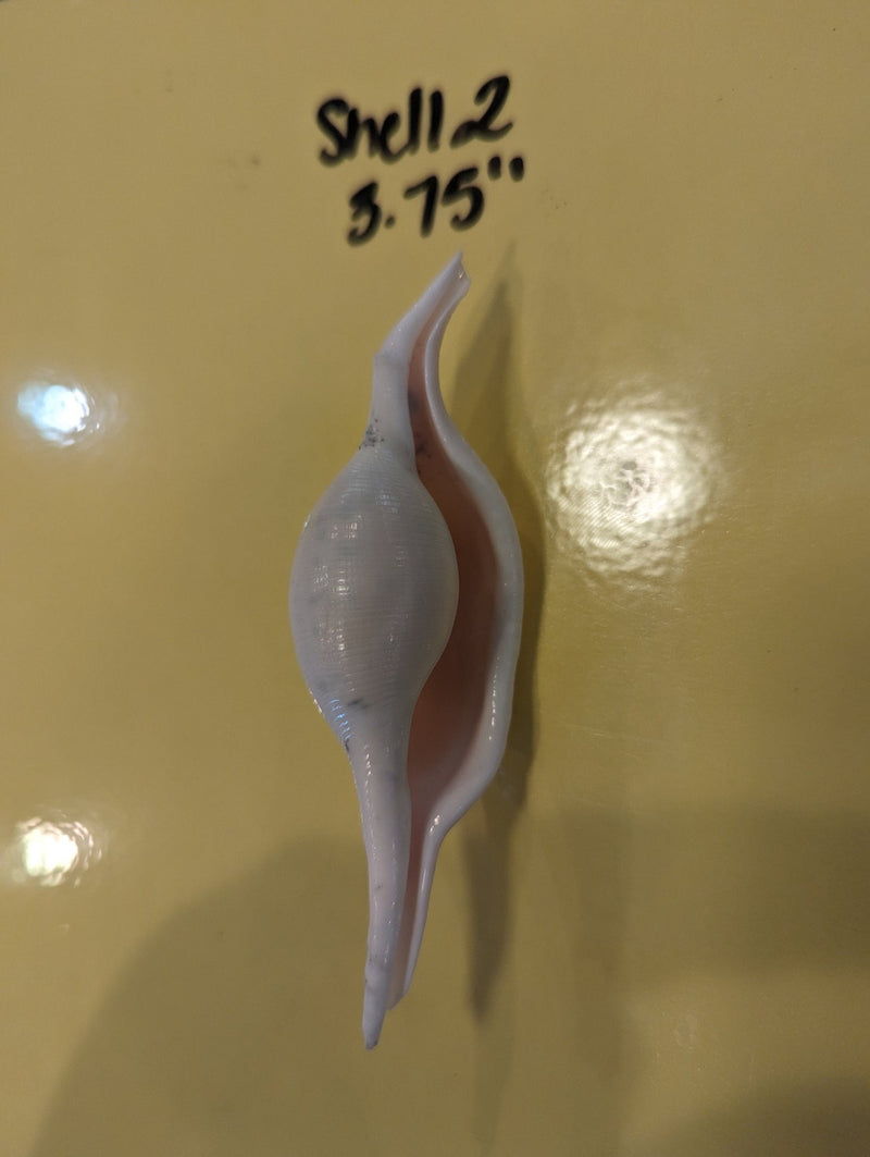 Mutant Volva Volva False Cowry - Loving Coastal Living