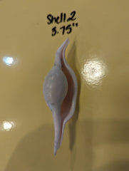 Mutant Volva Volva False Cowry - Loving Coastal Living