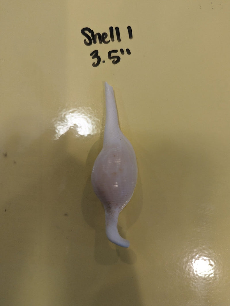 Mutant Volva Volva False Cowry - Loving Coastal Living