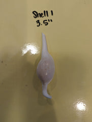 Mutant Volva Volva False Cowry - Loving Coastal Living