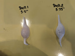 Mutant Volva Volva False Cowry - Loving Coastal Living