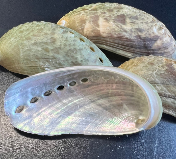 Mule Donkey Ear Abalone Shells – Haliotis asinina/asiana – 2-3 ...