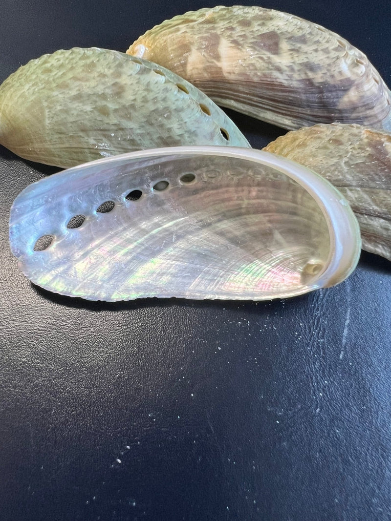 Natural Donkey Mule Ear Abalone Shell - ShellsLoving Coastal Living