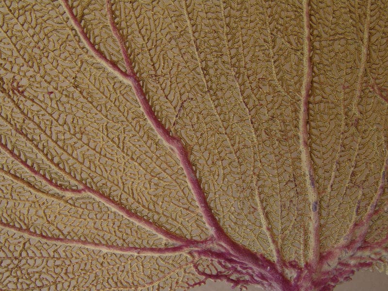 Natural Dried Bahama Sea Fan Coral Coastal Home Decor Floral Arrangement Mermaid Crown Craft Supplies Coastal Home Decor Small Medium Large - Etsy