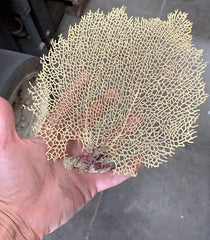 Natural Dried Bahama Sea Fan Coral Coastal Home Decor Floral Arrangement Mermaid Crown Craft Supplies Coastal Home Decor Small Medium Large - Etsy