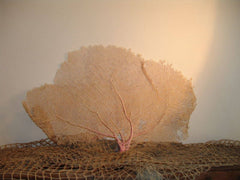 Natural Dried Bahama Sea Fan Coral Coastal Home Decor Floral Arrangement Mermaid Crown Craft Supplies Coastal Home Decor Small Medium Large - Etsy