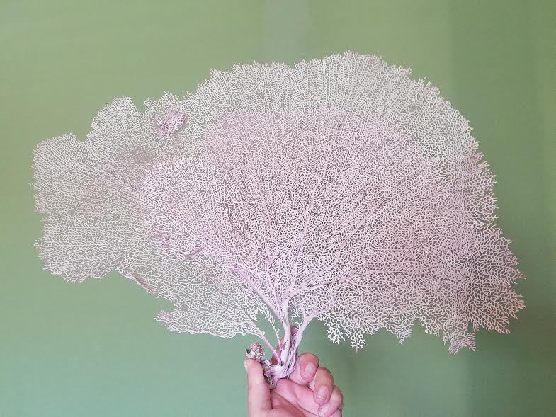 Natural Dried Bahama Sea Fan Coral Coastal Home Decor Floral Arrangement Mermaid Crown Craft Supplies Coastal Home Decor Small Medium Large - Etsy