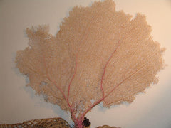 Natural Dried Bahama Sea Fan Coral Coastal Home Decor Floral Arrangement Mermaid Crown Craft Supplies Coastal Home Decor Small Medium Large - Etsy