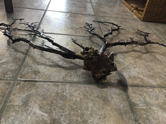 Natural Dried Black Sea Fan Coral - 29.5