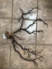 Natural Dried Black Sea Fan Coral - 29.5