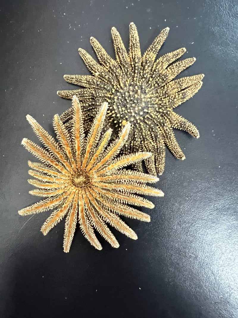 Natural Sunflower Starfish - StarfishLoving Coastal Living