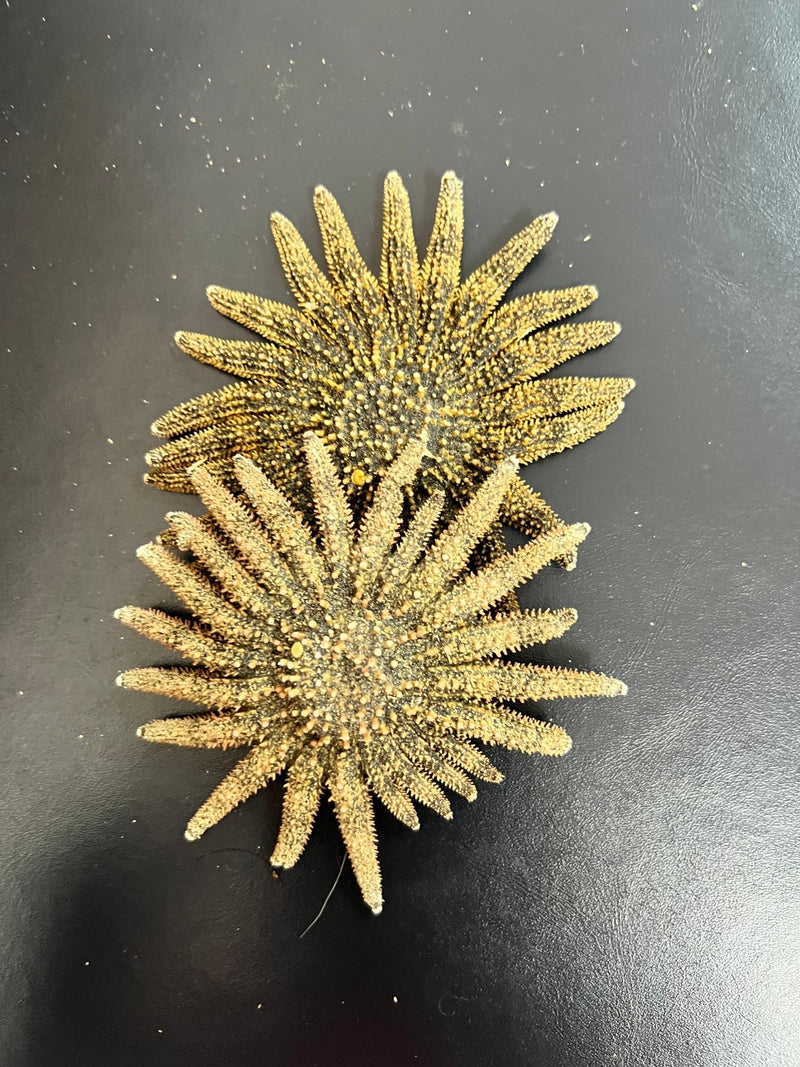 Natural Sunflower Starfish - StarfishLoving Coastal Living