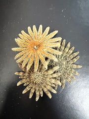 Natural Sunflower Starfish - StarfishLoving Coastal Living