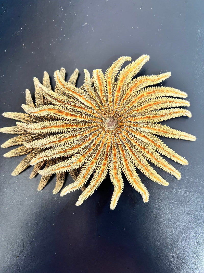 Natural Sunflower Starfish - StarfishLoving Coastal Living