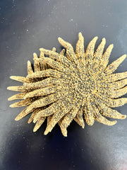 Natural Sunflower Starfish - StarfishLoving Coastal Living