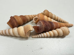 Natural Terebra Turritella Shells - ShellsLoving Coastal Living