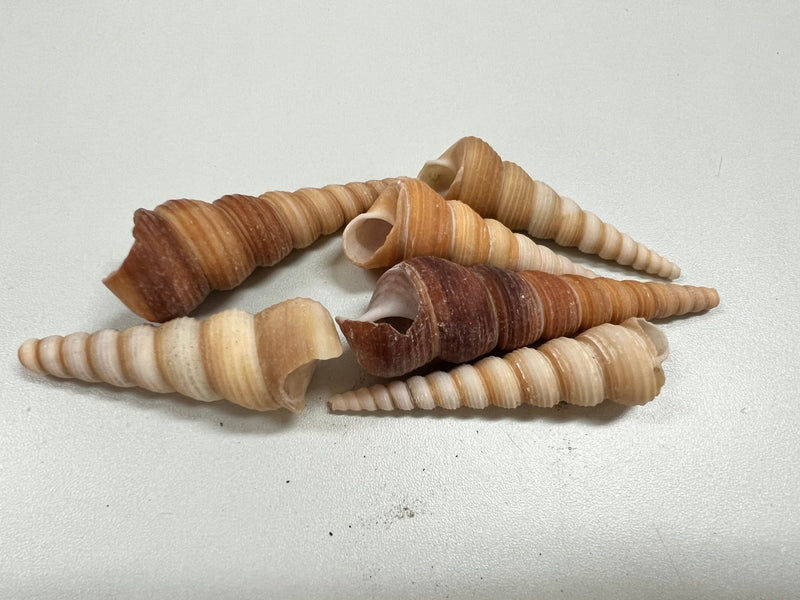 Natural Terebra Turritella Shells - ShellsLoving Coastal Living