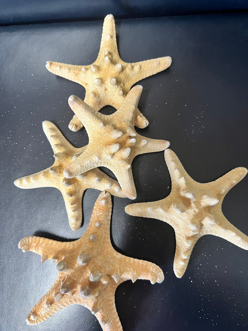 Natural/Tan Armoured Knobby Starfish - StarfishLoving Coastal Living