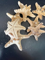 Natural/Tan Armoured Knobby Starfish - StarfishLoving Coastal Living