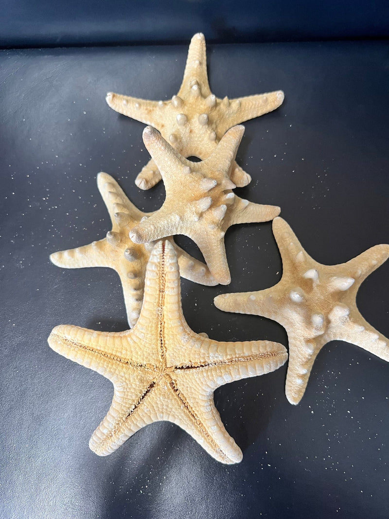 Natural/Tan Armoured Knobby Starfish - StarfishLoving Coastal Living