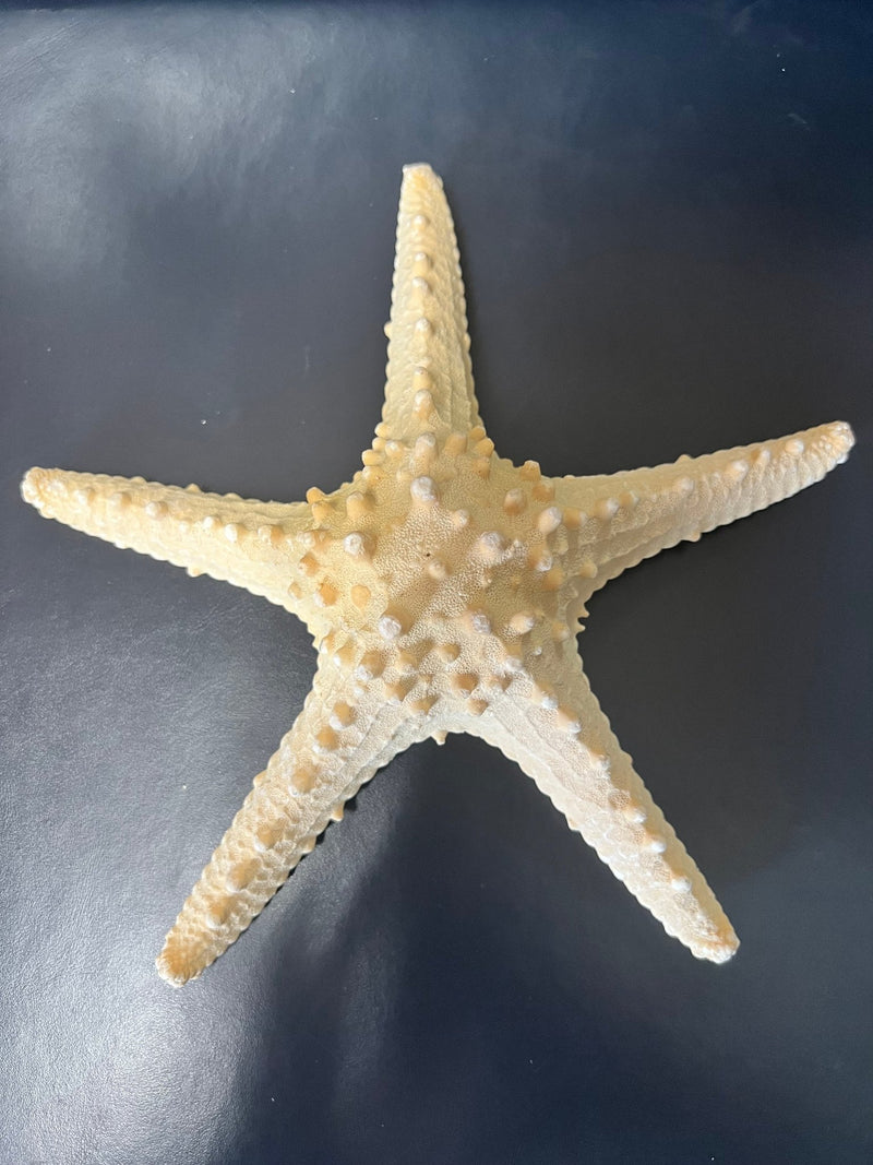 Natural/Tan Armoured Knobby Starfish - StarfishLoving Coastal Living