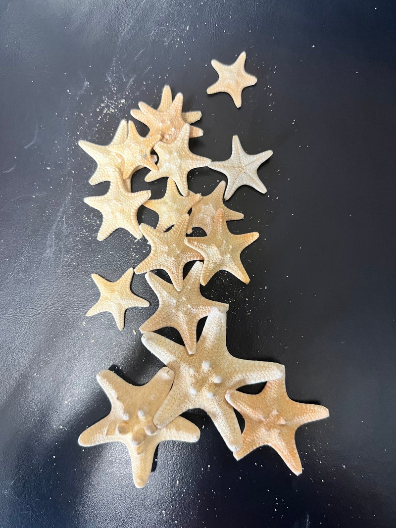 Natural/Tan Armoured Knobby Starfish - StarfishLoving Coastal Living