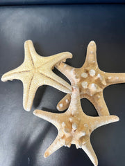 Natural/Tan Armoured Knobby Starfish - StarfishLoving Coastal Living