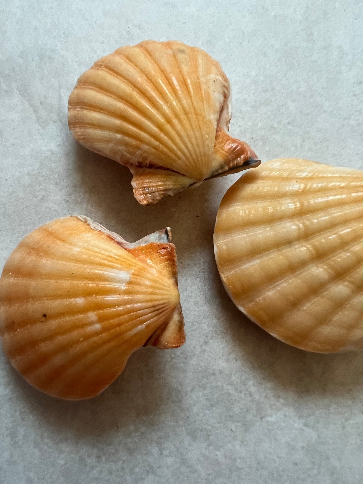 Orange Pectin Scallop Shell Pairs | Loving Coastal Living