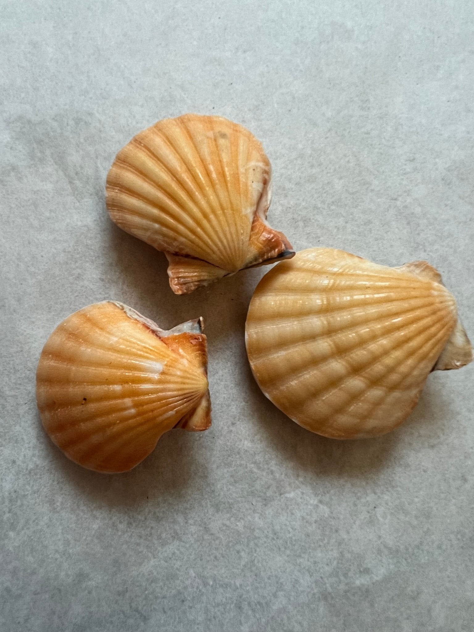 Orange Pectin Scallop Shell Pairs | Loving Coastal Living