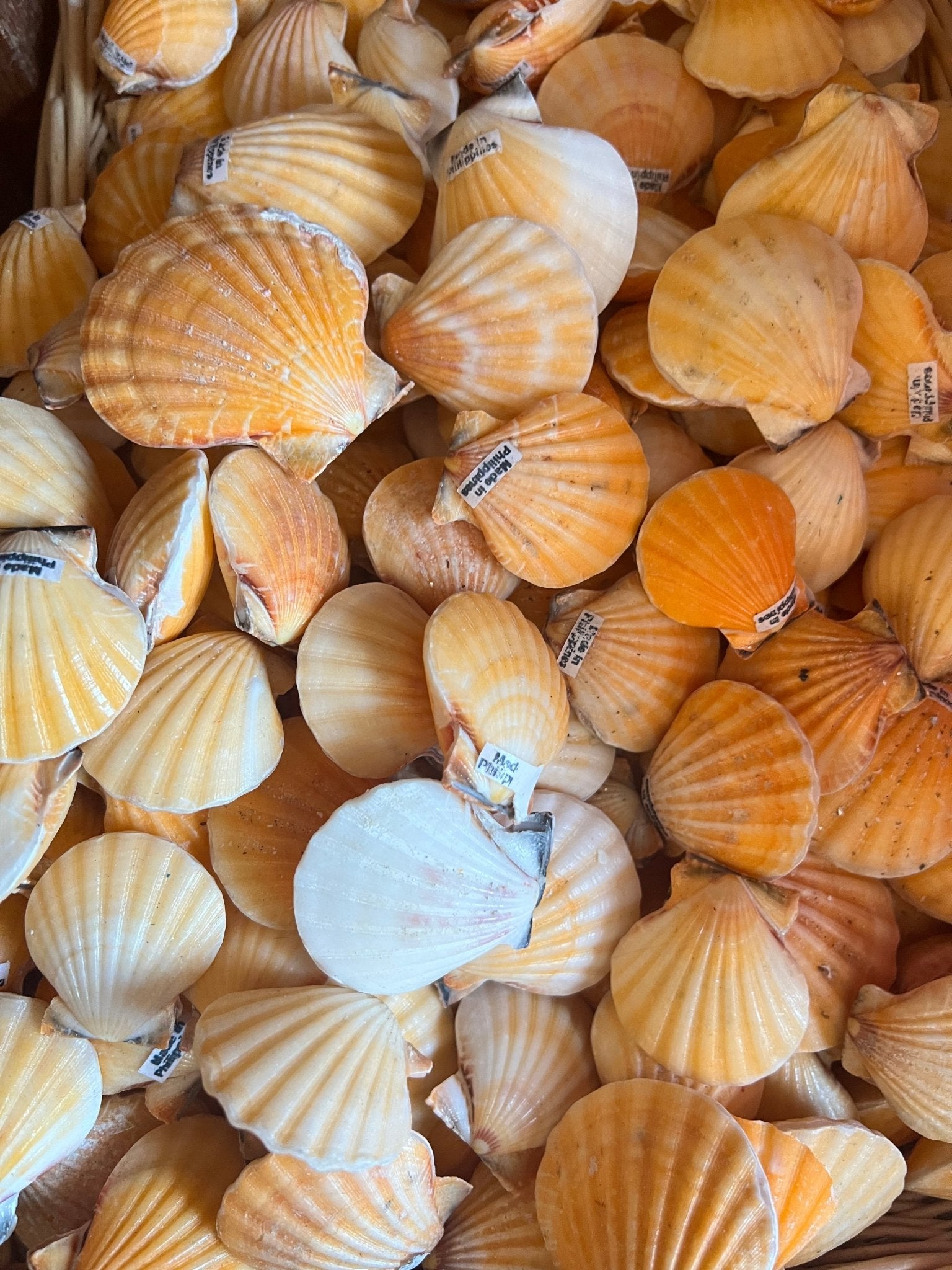 Orange Scallops Shell Orange Pectin Scallop Shell Pairs | Loving Coastal Living