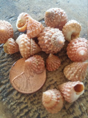 Orange Strawberry Cumingi Snail Seashells, Peach Periwinkle Winkle shells Jewelry, Candle Making, Fillers, Mirrors Frames Art Crafts - Loving Coastal Living