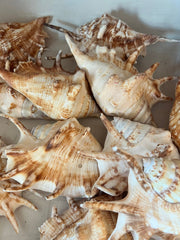 Oversized Lambis - ShellsLoving Coastal Living