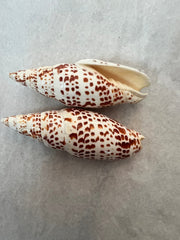 Papal Miter - Mitra Papalis - ShellsLoving Coastal Living