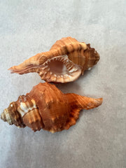 Pear Triton CYMATIUM PYRUM - ShellsLoving Coastal Living