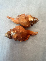 Pear Triton CYMATIUM PYRUM - ShellsLoving Coastal Living