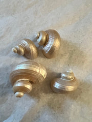 Pearl Jade Turbo Snails White Iridescent Seashells Shells Coastal Decor Weddings DIY Jewelry Candle Making Fillers Mirrors Frames Art Crafts - Etsy