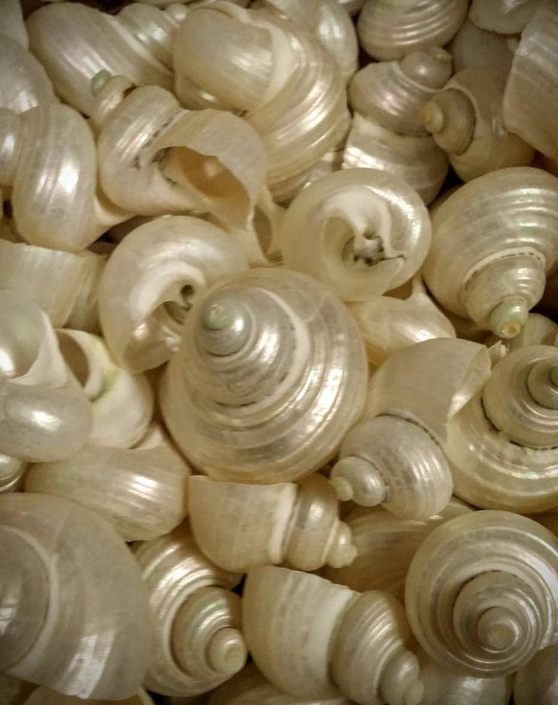 Pearl Jade Turbo Snails White Iridescent Seashells Shells Coastal Decor Weddings DIY Jewelry Candle Making Fillers Mirrors Frames Art Crafts - Etsy