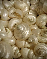 Pearl Jade Turbo Snails White Iridescent Seashells Shells Coastal Decor Weddings DIY Jewelry Candle Making Fillers Mirrors Frames Art Crafts - Etsy