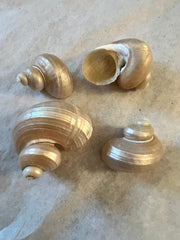 Pearl Jade Turbo Snails White Iridescent Seashells Shells Coastal Decor Weddings DIY Jewelry Candle Making Fillers Mirrors Frames Art Crafts - Etsy