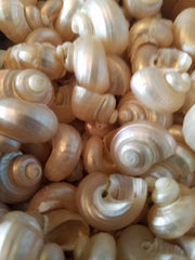Pearl Jade Turbo Snails White Iridescent Seashells Shells Coastal Decor Weddings DIY Jewelry Candle Making Fillers Mirrors Frames Art Crafts - Etsy