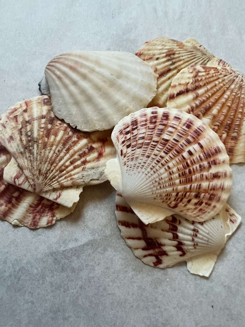 Pectin Lengtigious - ShellsLoving Coastal Living