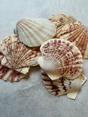 Pectin Lengtigious - ShellsLoving Coastal Living