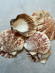 Pectin Lengtigious - ShellsLoving Coastal Living